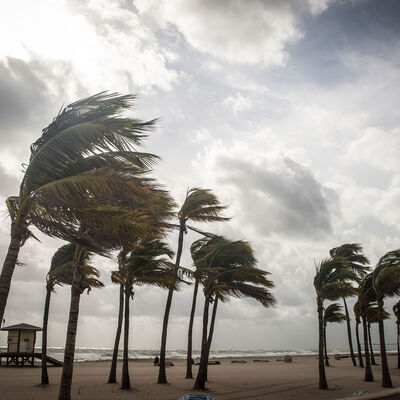 Palm trees blowing in the wind