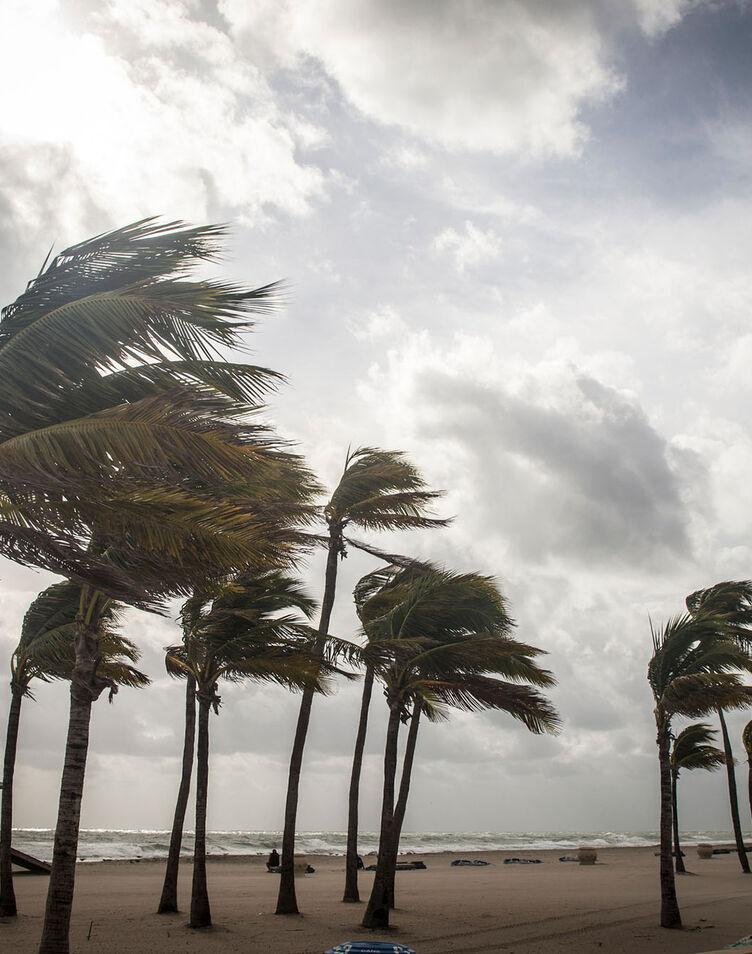 Palm trees blowing in the wind